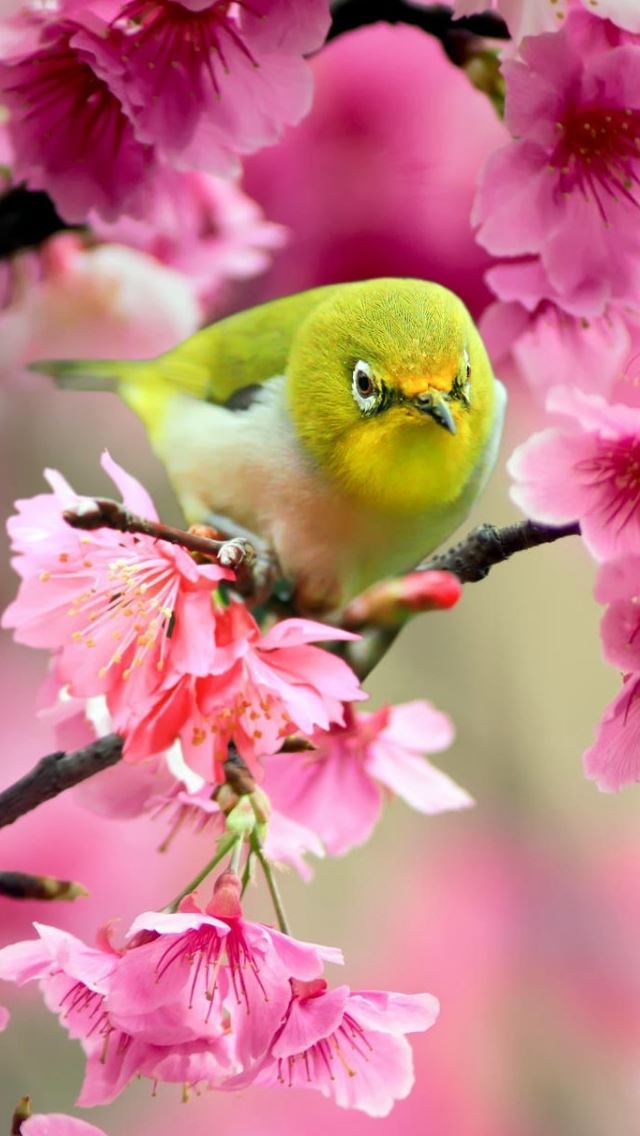 640x1136 Lovely Japanese White Eye Bird - eye iPhone Wallpaper