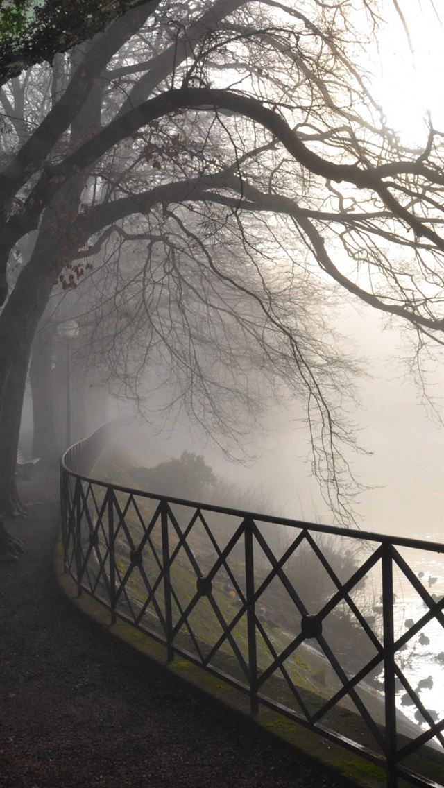 744x1392 Foggy River - branch iPhone Wallpaper