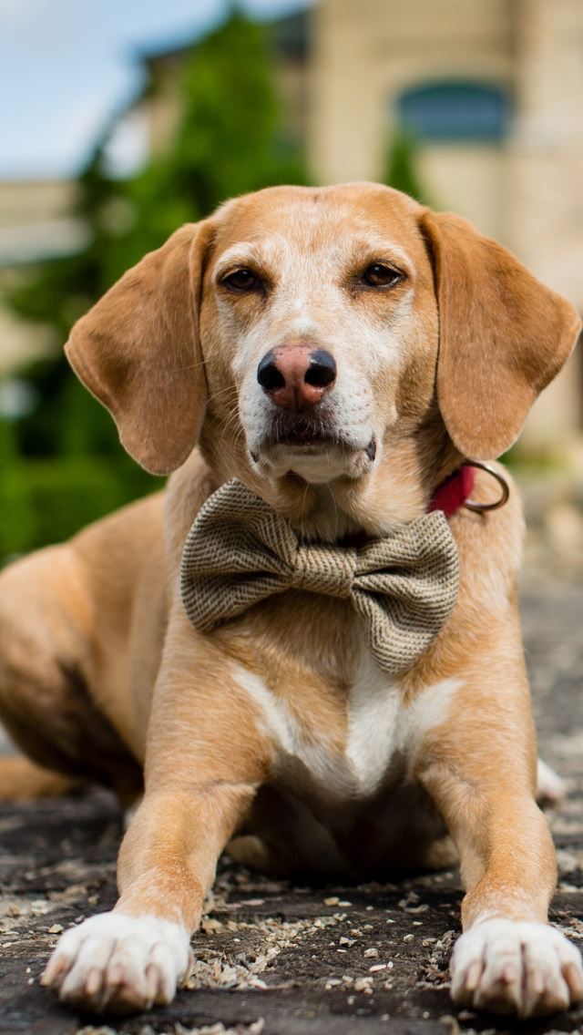 640x1136 Handsome Dog - handsome iPhone Wallpaper