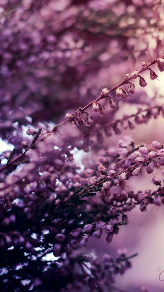 640x1136 The Colors Of Summer - flower iPhone Wallpaper