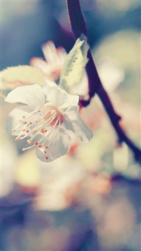 Pear Blossom wallpaper