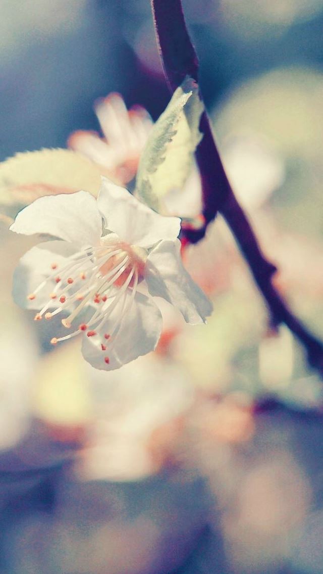 640x1136 Pear Blossom - blossom iPhone Wallpaper