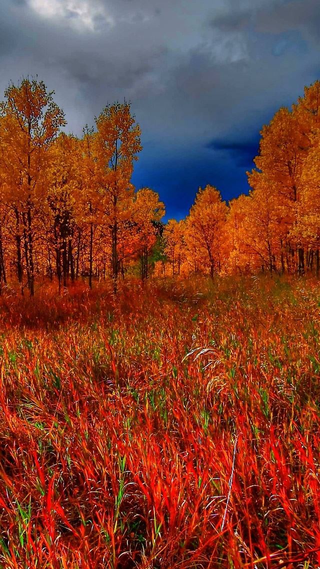 640x1136 thick clouds and the orange forest landscape - forest iPhone Wallpaper