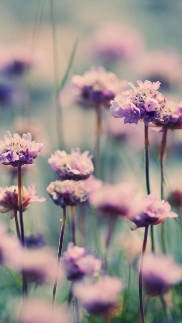 640x1136 Summer Bloom - bloom iPhone Wallpaper