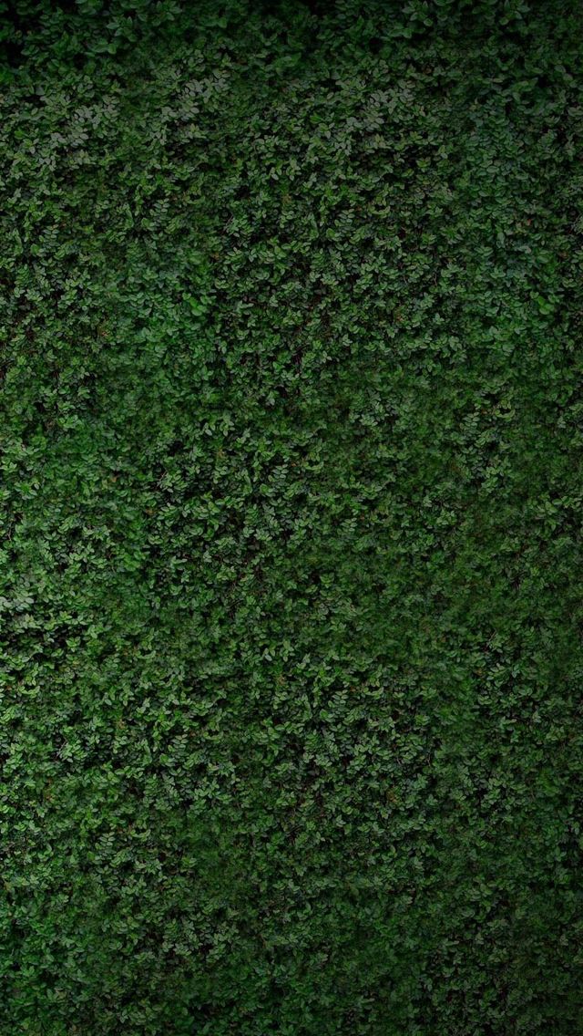 640x1136 Green wall - wall iPhone Wallpaper