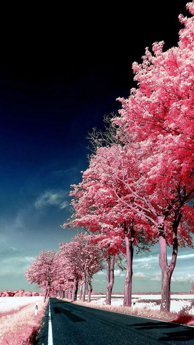 640x1136 Roadside Pink Trees - trees iPhone Wallpaper