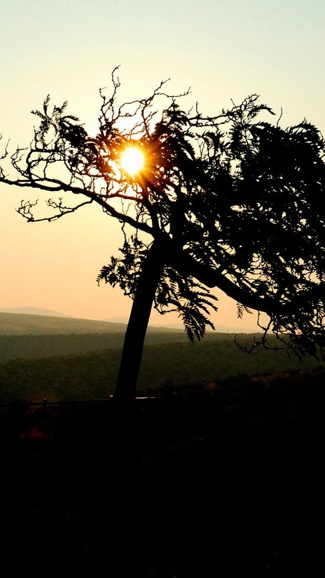640x1136 Sun Through Tree - branch iPhone Wallpaper