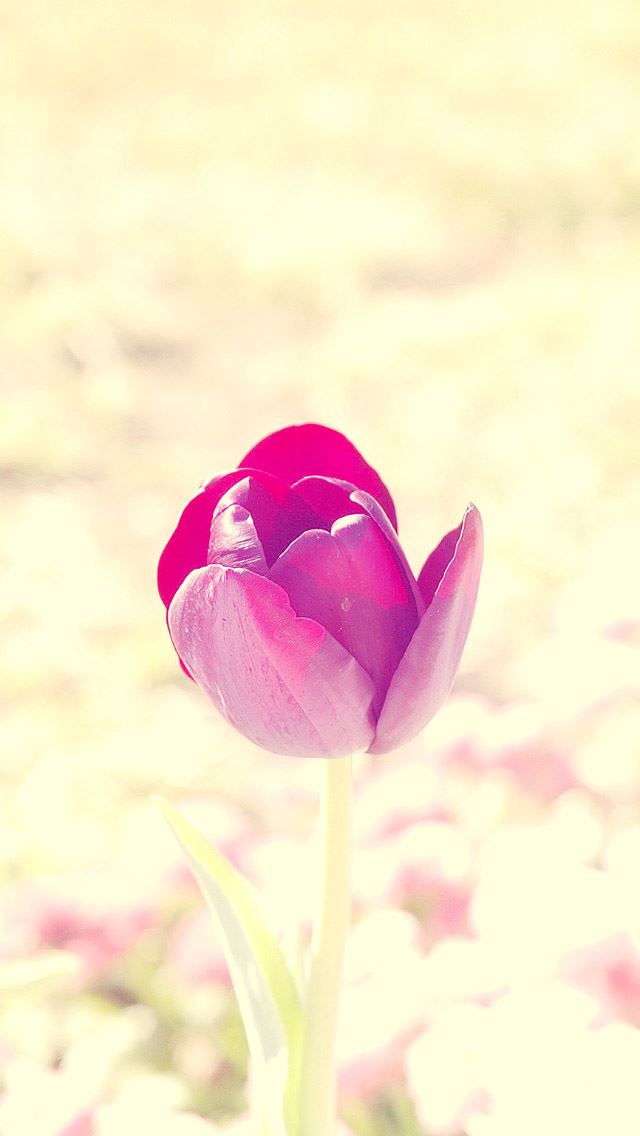 640x1136 flower bud bLoom closeup - pink iPhone Wallpaper