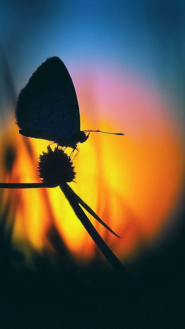 640x1136 butterfly on the flower at dawn -  iPhone Wallpaper
