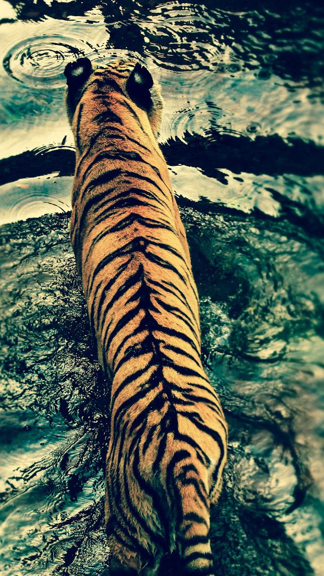 640x1136 Tiger In The Water Ripple - ripple iPhone Wallpaper