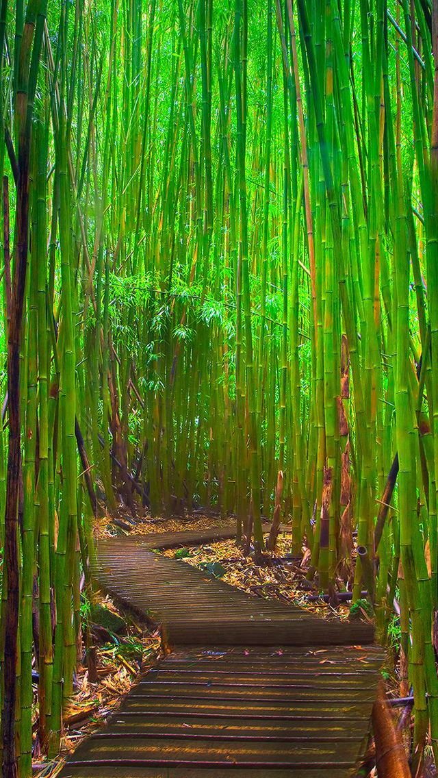 640x1136 Bamboo forest - bamboo iPhone Wallpaper
