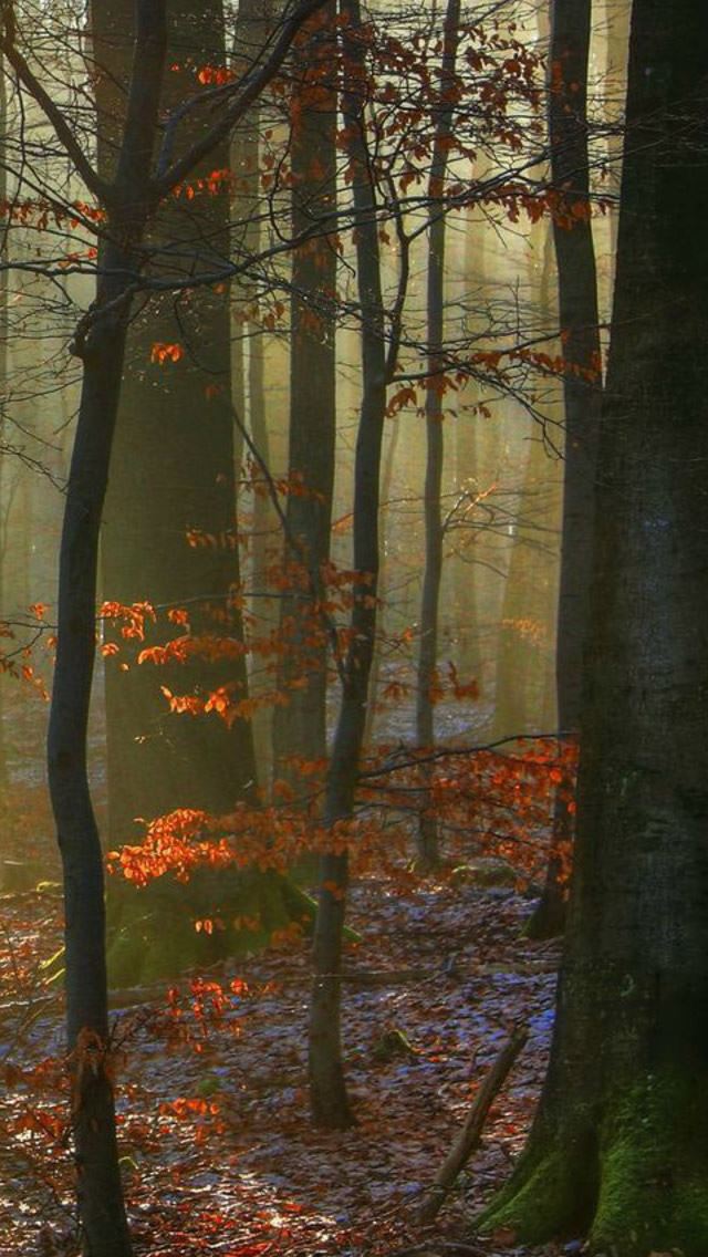 640x1136 Sunlit Snowy Forest - branch iPhone Wallpaper