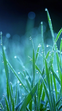 Night grass wallpaper