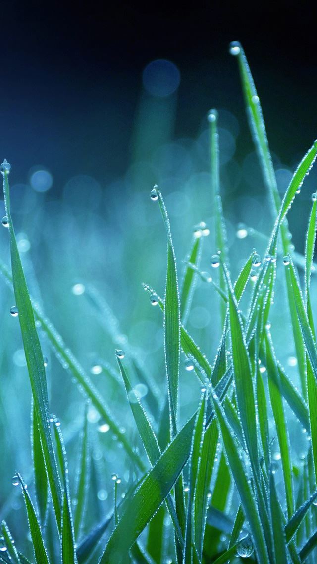 640x1136 Night grass -  iPhone Wallpaper