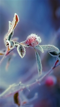 Cream hanging Close up wallpaper