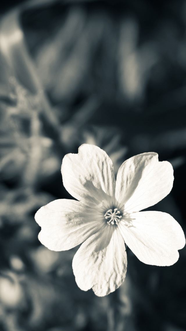 640x1136 Flowers -  iPhone Wallpaper