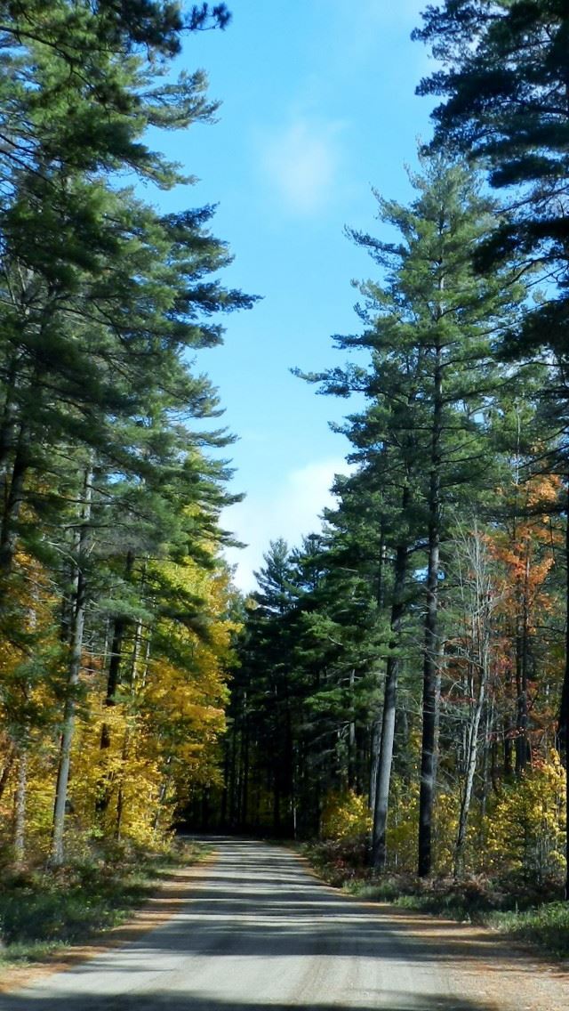 640x1136 Autumn Back Road - branch iPhone Wallpaper