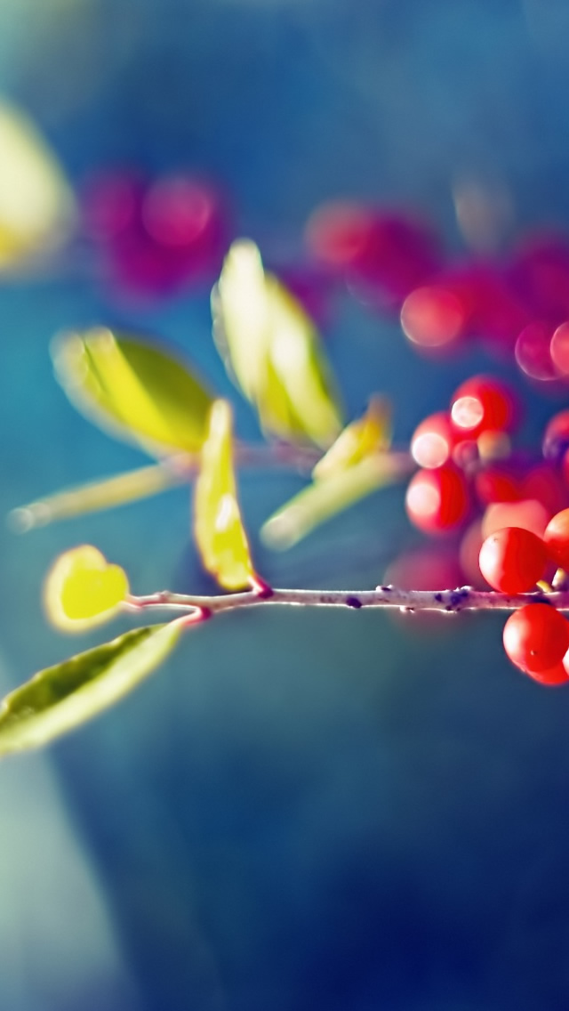 Red Berries Branch iPhone wallpaper 
