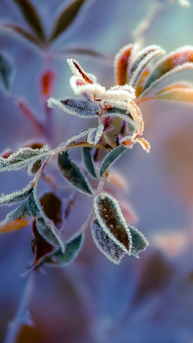 640x1136 Leaf close up - bokeh iPhone Wallpaper