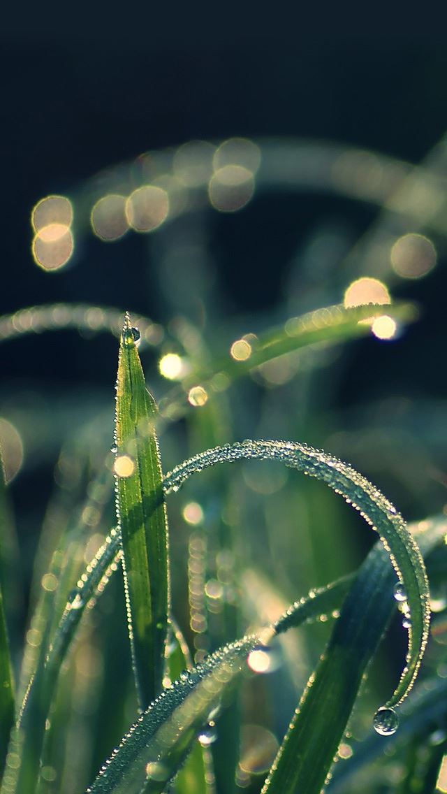 640x1136 Grass dew - water drop iPhone Wallpaper