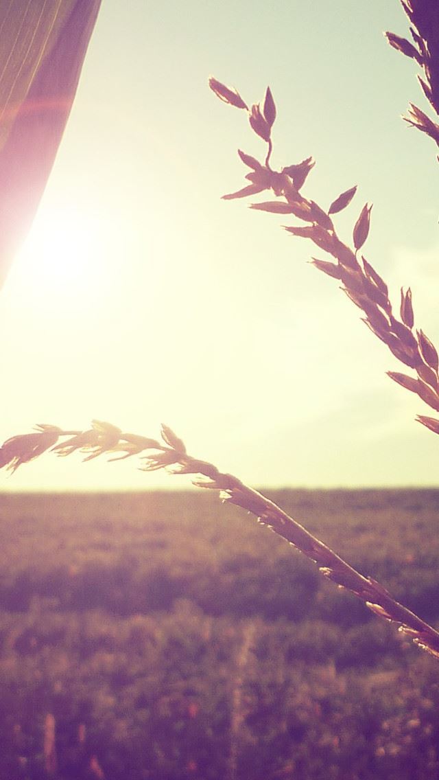 640x1136 Wheat Branch In Sunlight - branch iPhone Wallpaper