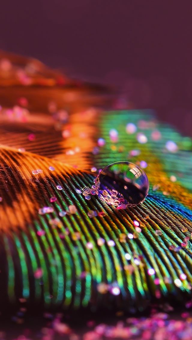 640x1136 Feather Glitter Macro Multicolor - feather iPhone Wallpaper