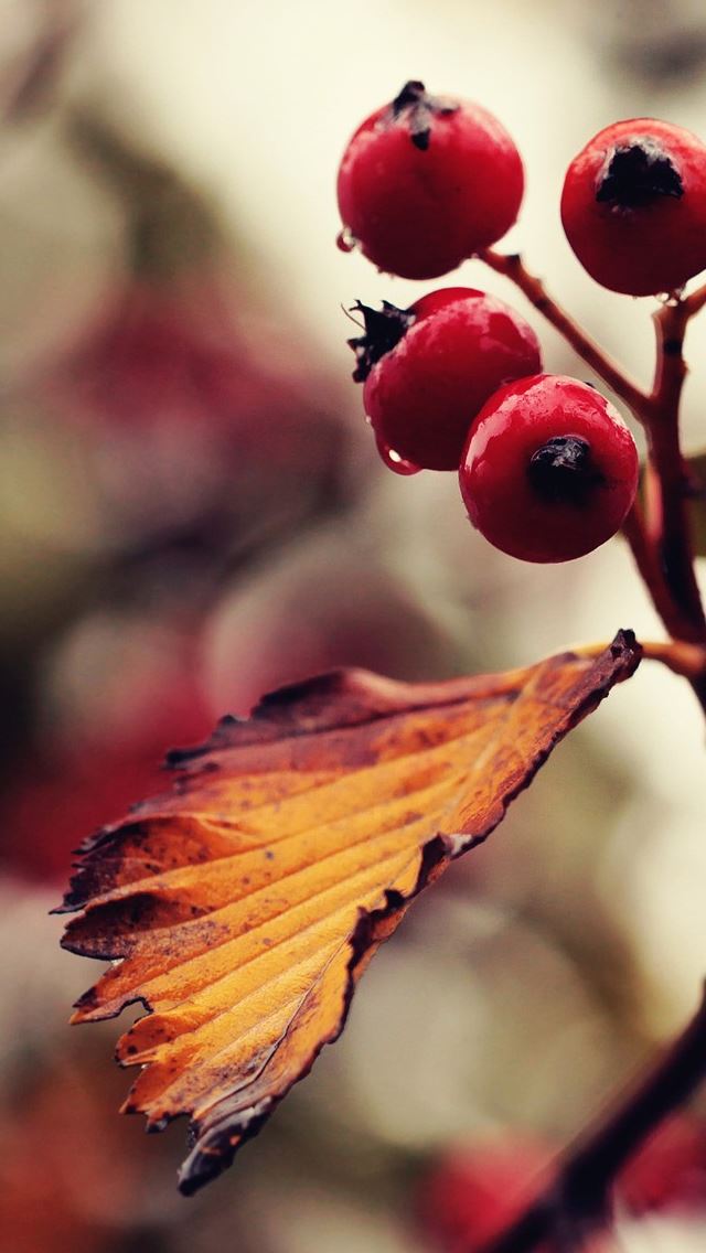 640x1136 Natural Berry Closeup - branch iPhone Wallpaper
