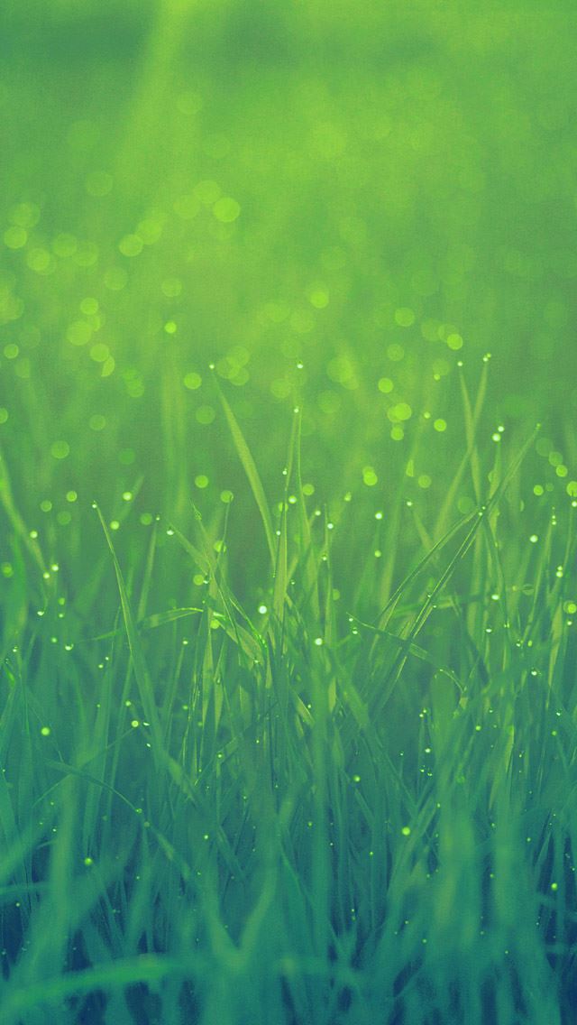 640x1136 Green Grass In Morning - dew iPhone Wallpaper