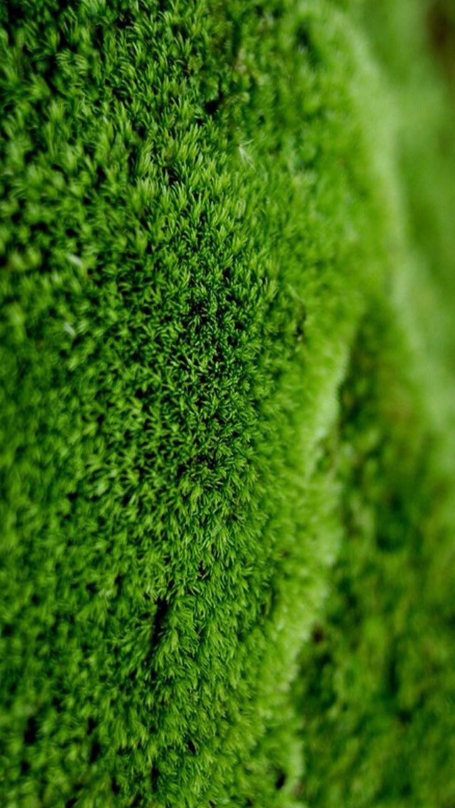 Moss close up iPhone wallpaper 