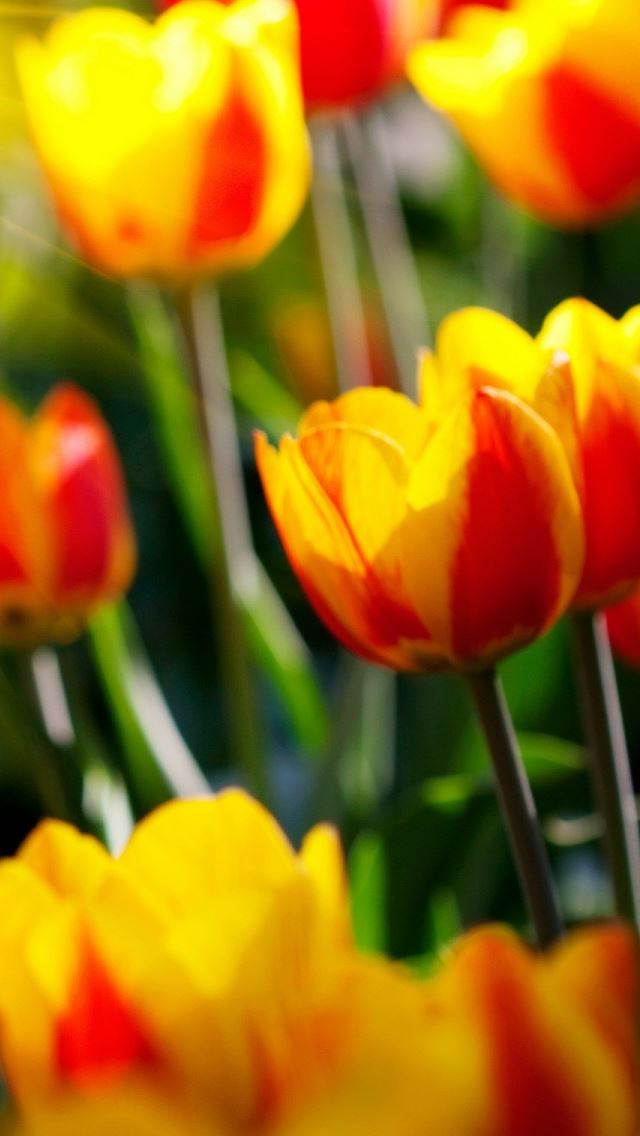640x1136 Tulips -  iPhone Wallpaper