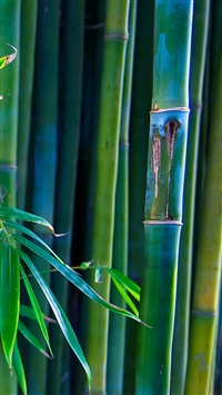 Green Bamboo wallpaper