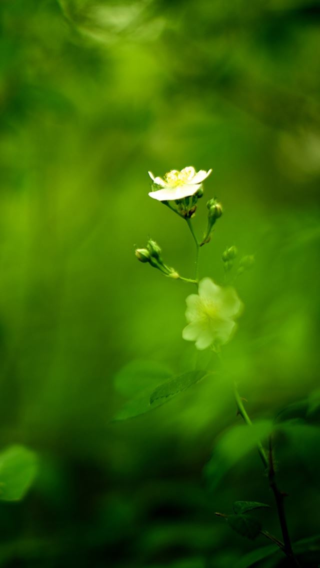 640x1136 Green flower - bokeh iPhone Wallpaper