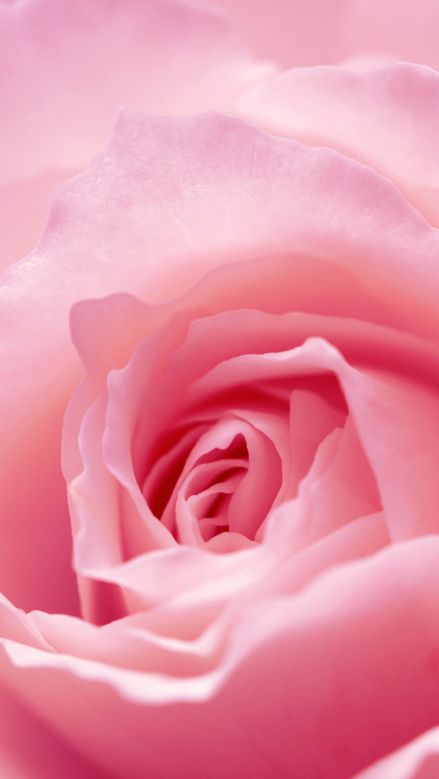Light pink rose macro iPhone wallpaper 