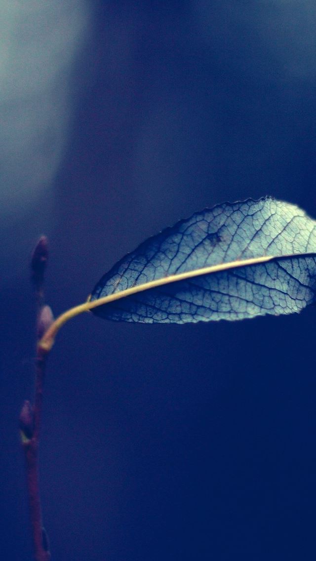 640x1136 Single Leaf On A Branch - branch iPhone Wallpaper