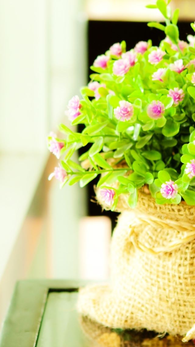 640x1136 Tiny Flower Beside Window - pink iPhone Wallpaper