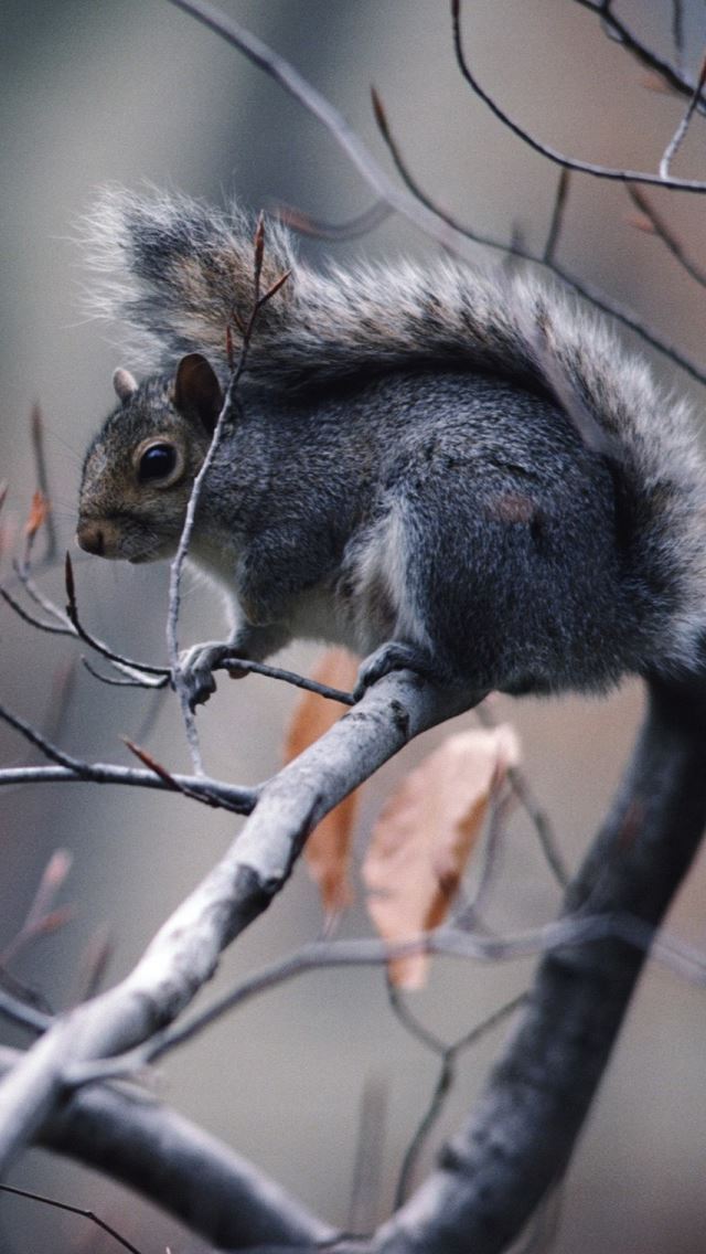 640x1136 Little Squirrel On The Tree - branch iPhone Wallpaper