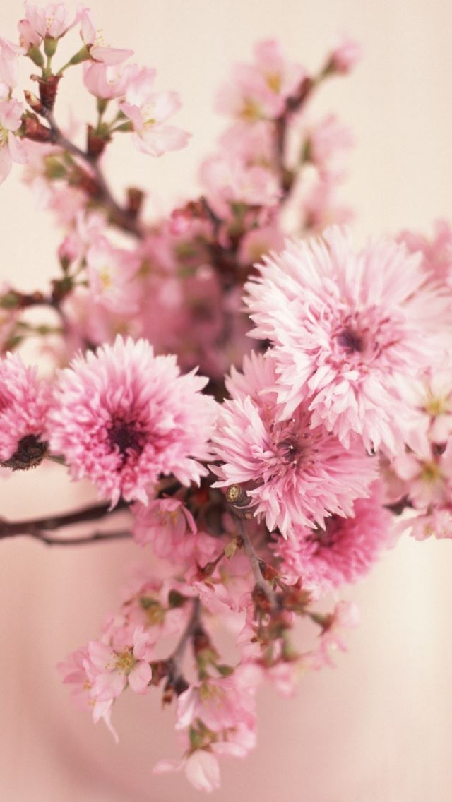 640x1136 Blossom Branches In Vase - blossom iPhone Wallpaper