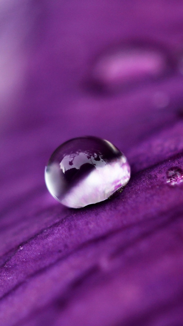 Water Drops On A Purple Petal iPhone wallpaper 