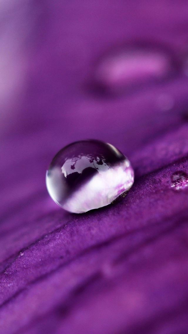 640x1136 Water Drops On A Purple Petal - petal iPhone Wallpaper