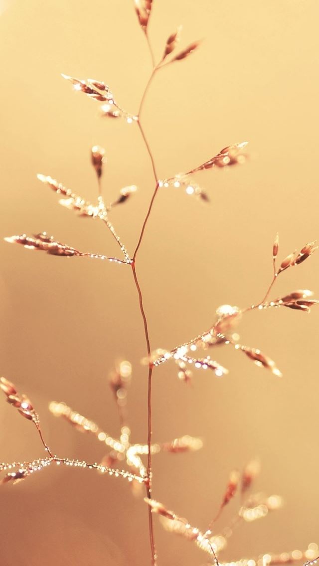 640x1136 Abstract Dreamy Landscapes Plant - dreamy iPhone Wallpaper