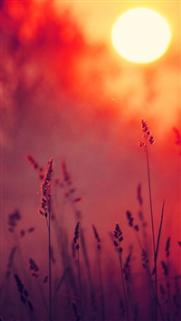 Dreamy Lavender In Sunset wallpaper