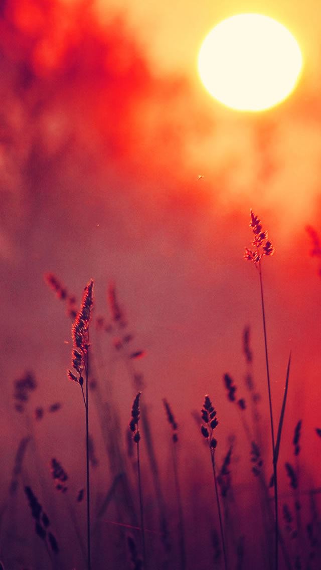 640x1136 Dreamy Lavender In Sunset -  iPhone Wallpaper
