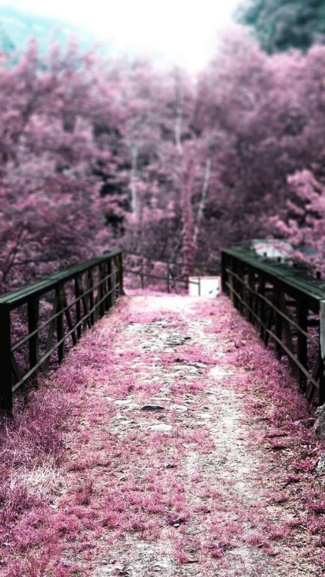 640x1136 Pink Grass Bridge Beside  Grove - bridge iPhone Wallpaper