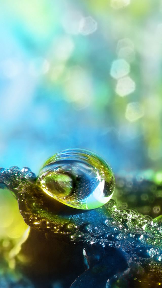 640x1136 Water Drops On A Petal - petal iPhone Wallpaper
