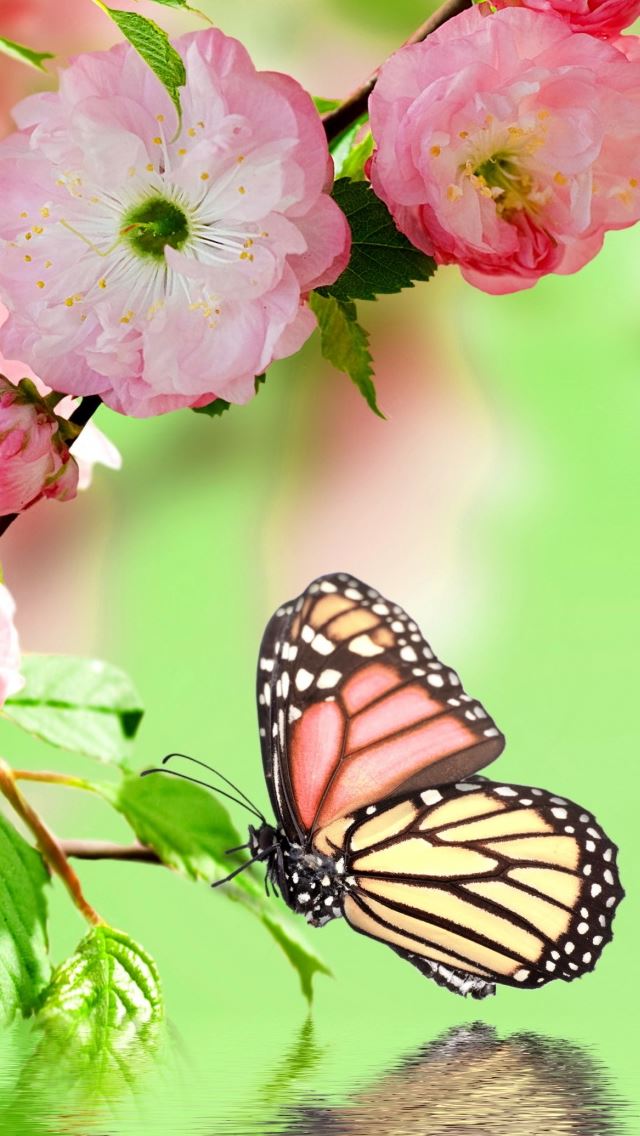 640x1136 Springtime Joy - branch iPhone Wallpaper