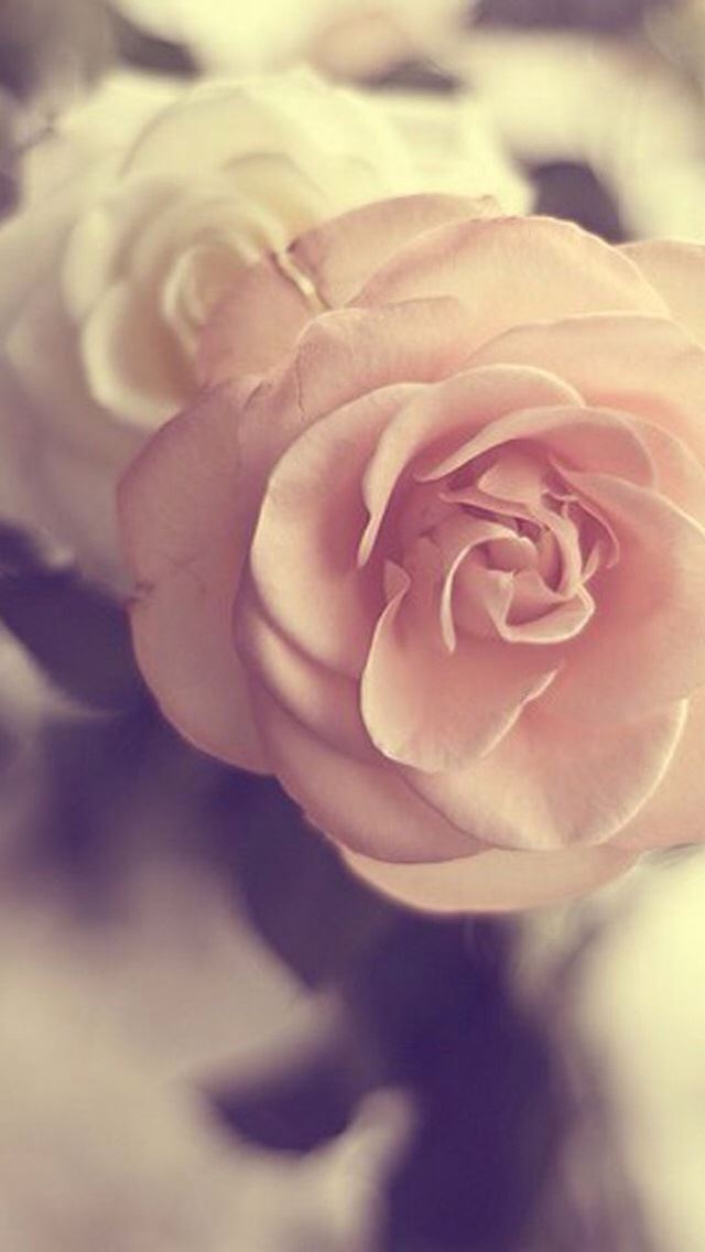 640x1136 Pink Flower - bokeh iPhone Wallpaper
