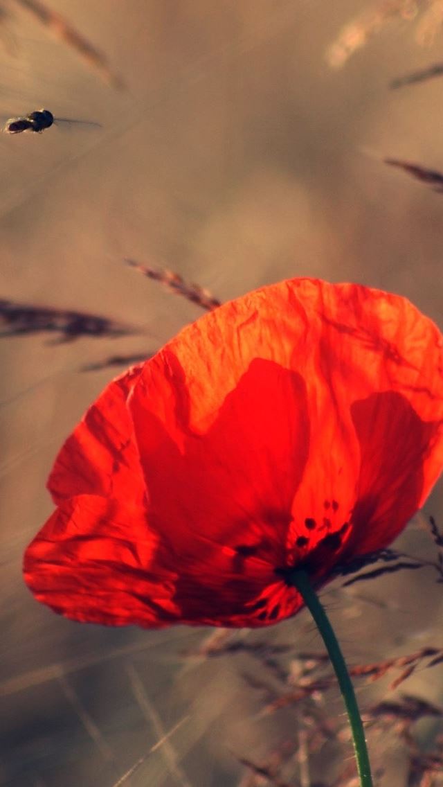 640x1136 Beautiful Poppy Closeup - poppy iPhone Wallpaper