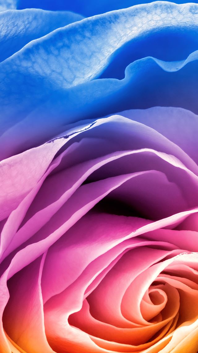 640x1136 Rainbow Rose - rainbow iPhone Wallpaper