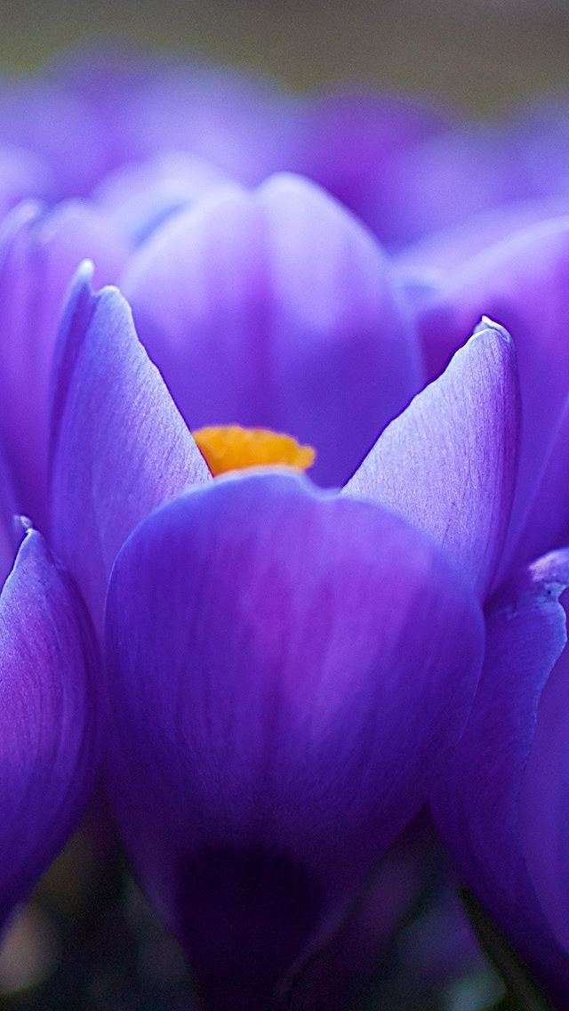 640x1136 Purple Flower Closeup - blossom iPhone Wallpaper