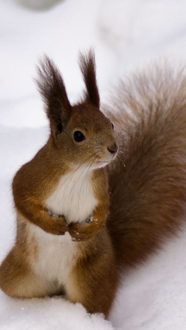 640x1136 Little Squirrel In Snow Field -  iPhone Wallpaper